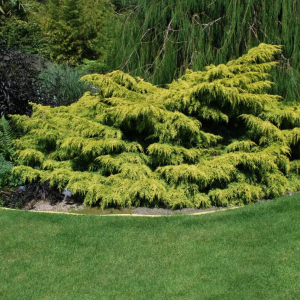 Borievka prostredná (Juniperus x media) ´OLD GOLD´ - výška 20-30 cm, kont. C2L 